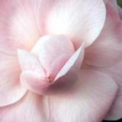 Camellia japonica 'Nuccio's Cameo'