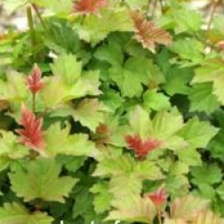 Viburnum opulus 'Compactum'