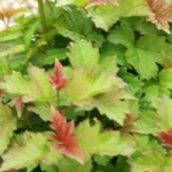 Viburnum opulus 'Compactum'