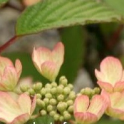 Viburnum plicatum 'Pink Sensation'