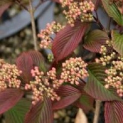 Viburnum plicatum f. plicatum 'Rosace'
