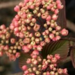 Viburnum plicatum f. plicatum 'Rosace'
