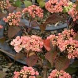 Viburnum plicatum f. plicatum 'Rosace'