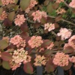 Viburnum plicatum f. plicatum 'Rosace'