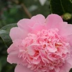Camellia 'Elsie Jury' - Cam�lia Elsie Jury