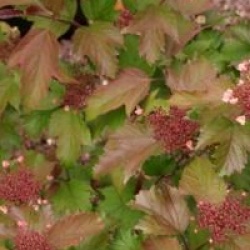Viburnum sargentii 'Onondaga'