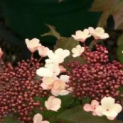Viburnum sargentii 'Onondaga'
