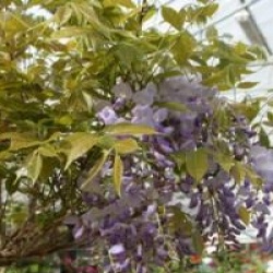 Wisteria sinensis