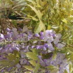 Wisteria sinensis