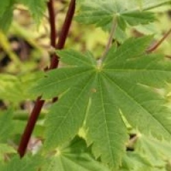 Acer japonicum 'Aconitifolium'