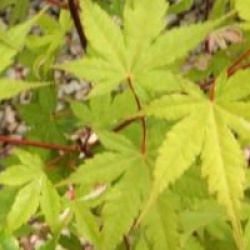 Acer palmatum 'Asahi-zuru' 