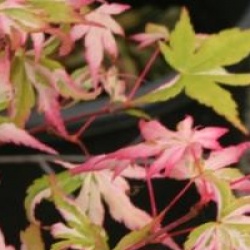 Acer palmatum 'Asahi-zuru' 