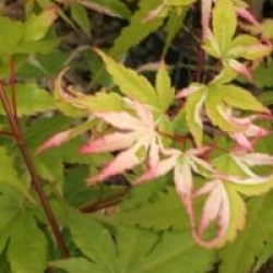 Acer palmatum 'Asahi-zuru' 