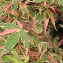 Acer palmatum 'Beni-schichihenge'