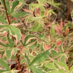 Acer palmatum 'Beni-schichihenge'