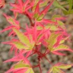 Acer palmatum 'Beni-schichihenge'