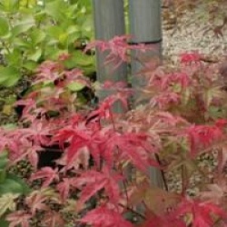 Acer palmatum 'Beni-maiko'