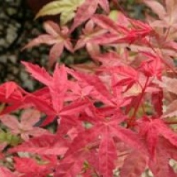 Acer palmatum 'Beni-maiko'