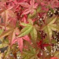 Acer palmatum 'Beni-maiko'