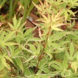 Acer palmatum 'Butterfly'