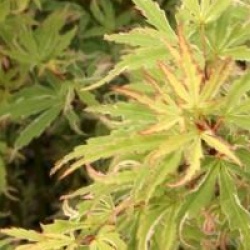 Acer palmatum 'Butterfly'