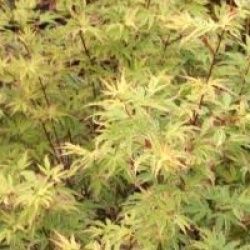 Acer palmatum 'Butterfly'