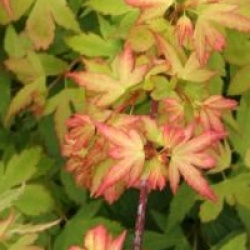 Acer palmatum 'Coonara Pygmy'