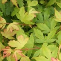 Acer palmatum 'Coonara Pygmy'