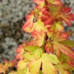 Acer palmatum 'Coonara Pygmy'