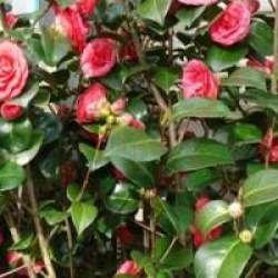 Camellia japonica 'Bella Lambertii'
