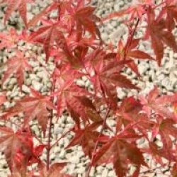 Acer palmatum 'Corallinum'