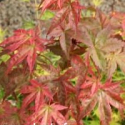 Acer palmatum 'Corallinum'