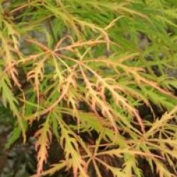 Acer palmatum var. dissectum 'Dissectum Flavescens'