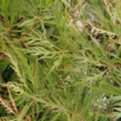 Acer palmatum var. dissectum 'Dissectum Flavescens'