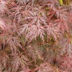 Acer palmatum var. dissectum 'Orangeola'
