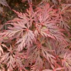 Acer palmatum var. dissectum 'Orangeola'