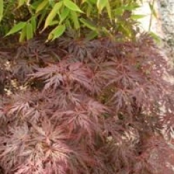 Acer palmatum var. dissectum 'Orangeola'
