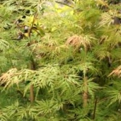 Acer palmatum var. dissectum 'Emerald Lace'