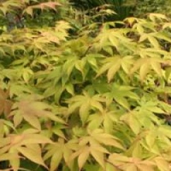 Acer palmatum var. heptalobum