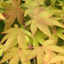 Acer palmatum var. heptalobum
