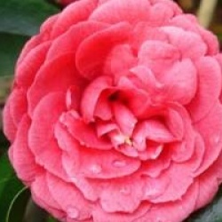Camellia japonica 'Bella Lambertii'