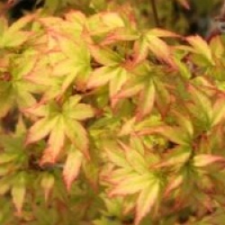 Acer palmatum 'Kashima'
