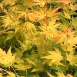 Acer palmatum 'Orange Dream'
