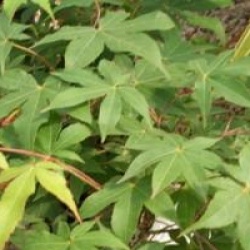 Acer palmatum 'Osakazuki'