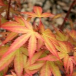 Acer palmatum 'Redwine' 