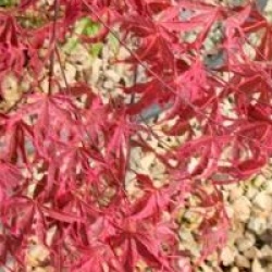 Acer palmatum 'Shirazz'