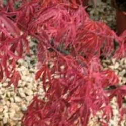 Acer palmatum 'Shirazz'
