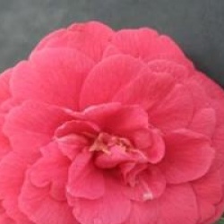 Camellia japonica 'Bella Lambertii'