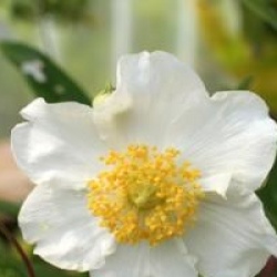 Carpenteria californica 
