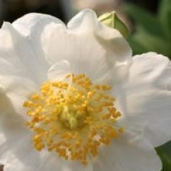 Carpenteria californica 